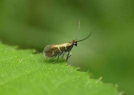 Attēlu rezultāti vaicājumam “Micropterigidae”