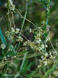 Attēlu rezultāti vaicājumam “Cuscuta epithymum subsp. trifolii flower”