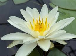 Attēlu rezultāti vaicājumam “Nymphaea candida flower”