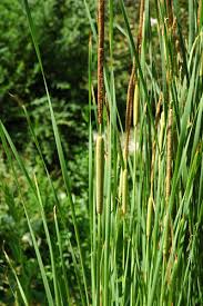 Image result for Rohrkolben