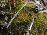 Attēlu rezultāti vaicājumam “Dicranella cerviculata”