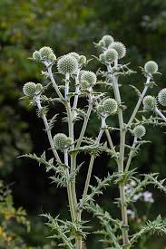 Attēlu rezultāti vaicājumam “Echinops sphaerocephalus flower”