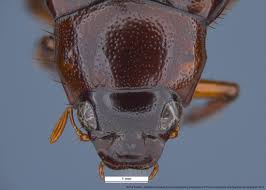 Attēlu rezultāti vaicājumam “Serica brunnea imago”