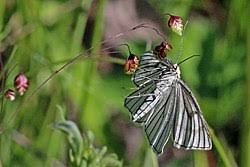 Attēlu rezultāti vaicājumam “Siona lineata”