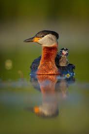 Image result for Podiceps grisegena