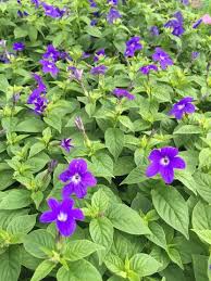 Image result for Browallia speciosa