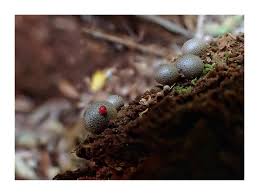 Attēlu rezultāti vaicājumam “Lycogala melleum spores”