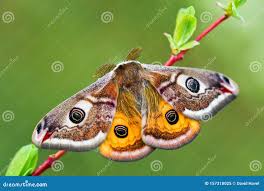 Attēlu rezultāti vaicājumam “Saturnia pavonia female”