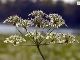 Attēlu rezultāti vaicājumam “Anthriscus sylvestris flower”