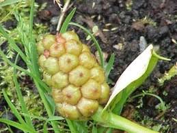 Attēlu rezultāti vaicājumam “Calla palustris fruit”