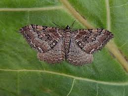 Attēlu rezultāti vaicājumam “Hydria cervinalis”