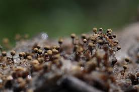 Attēlu rezultāti vaicājumam “Cribraria martinii macro”