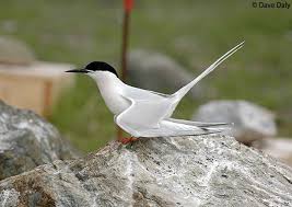 Image result for Sterna dougallii