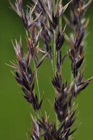 Attēlu rezultāti vaicājumam “Calamagrostis canescens”