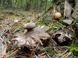 Attēlu rezultāti vaicājumam “Geastrum pectinatum”