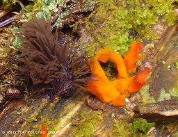 Attēlu rezultāti vaicājumam “Dacrymyces chrysospermus spores”