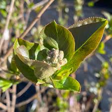 Attēlu rezultāti vaicājumam “Aronia melanocarpa bud”