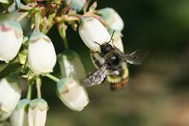 Attēlu rezultāti vaicājumam “Bombus”