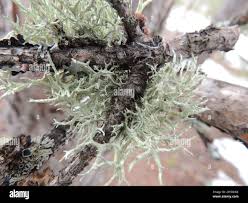 Attēlu rezultāti vaicājumam “Evernia mesomorpha”
