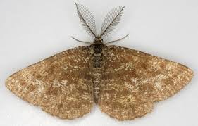 Attēlu rezultāti vaicājumam “Ematurga atomaria male”