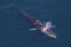 Image result for Balaenoptera physalus