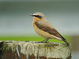 Image result for Oenanthe oenanthe