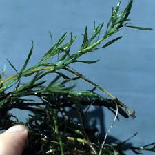 Attēlu rezultāti vaicājumam “Najadaceae”