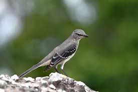 Image result for Mimus polyglottos