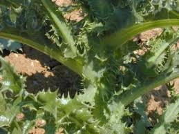 Attēlu rezultāti vaicājumam “Sonchus asper”