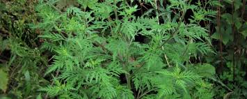 Attēlu rezultāti vaicājumam “Ambrosia artemisiifolia fruit”