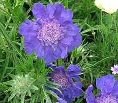 Image result for scabiosa caucasica
