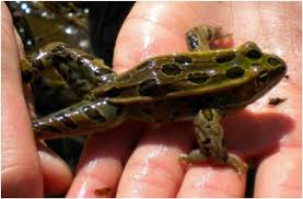 Attēlu rezultāti vaicājumam “Ranidae”