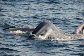 Image result for Balaenoptera omurai