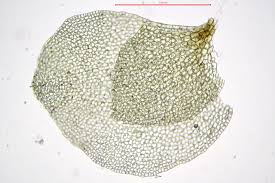 Attēlu rezultāti vaicājumam “Scapania undulata”