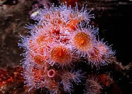 ผลการค้นหารูปภาพสำหรับ strawberry anemone
