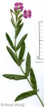Attēlu rezultāti vaicājumam “Epilobium hirsutum”