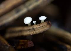 Attēlu rezultāti vaicājumam “Hymenoscyphus imberbis”