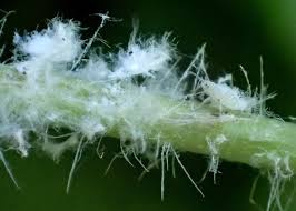 Attēlu rezultāti vaicājumam “Thecabius affinis”