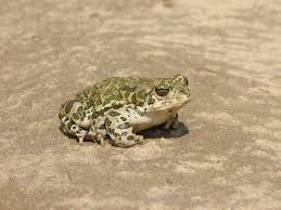 Attēlu rezultāti vaicājumam “Pseudepidalea viridis”