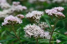 Image result for Eupatorium cannabinum