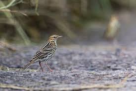 Image result for Anthus gustavi