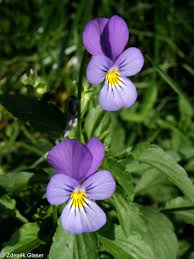 Attēlu rezultāti vaicājumam “Viola tricolor subsp. matutina flower”