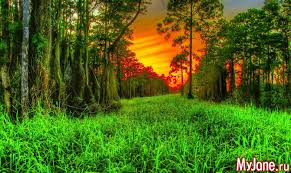 Image result for лес,