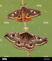 Attēlu rezultāti vaicājumam “Saturnia pavonia female”