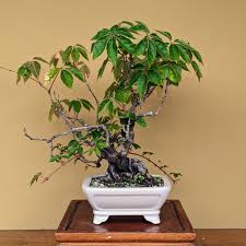 Image result for parthenocissus bonsai