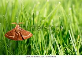 Attēlu rezultāti vaicājumam “Lasiocampa trifolii”