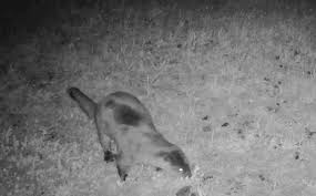 Image result for Otters Old Time Dance Club