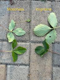 Attēlu rezultāti vaicājumam “Fragaria moschata leaf”