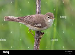 Attēlu rezultāti vaicājumam “Hippolais caligata adult”