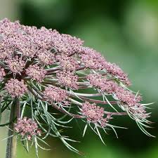 Attēlu rezultāti vaicājumam “Daucus carota subsp. carota fruit”